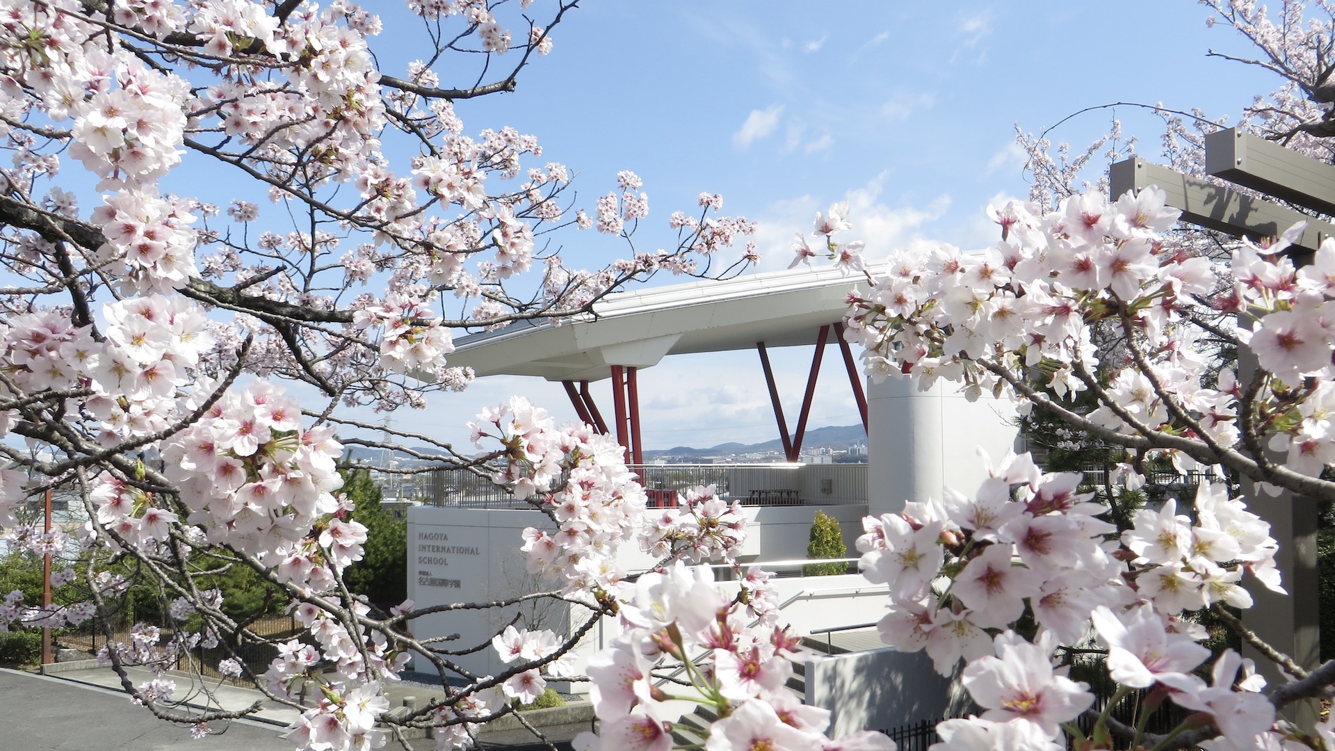 Cherry Blossoms Cultural and Spiritual Meaning of Sakura